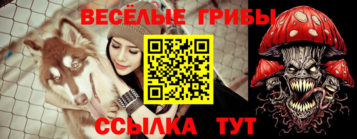 Вязьма  Галлюциногенные грибы прущие грибы  Вход с VPN 